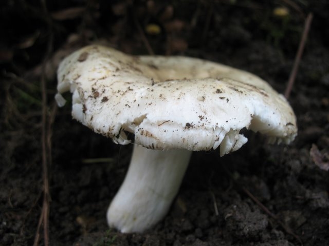 Russula ionochlora